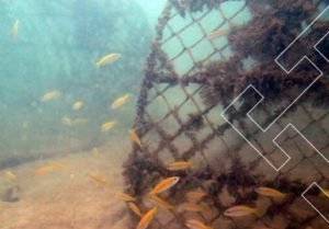 Tahun Ini PT Timah Sebar 995 Unit Arificial Reef di Laut Bangka