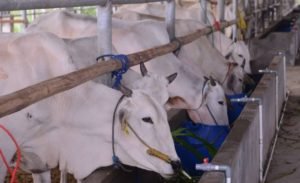 Jelang Idul Adha 1441 H PT Timah Sumbang 193 Ekor Hewan Kurban