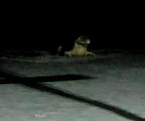 Buaya Muara Muncul di Pantai Laut Nek Aji, Lurah Tanjung Ketapang Imbau Masyarakat Tak Beraktivitas