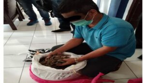 Gakkum KLHK dan Timgab Tangkap Dua Pelaku Penjual Sisik Trenggiling dan Paruh Rangkong