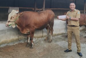 RSUD DH Terima Bantuan Hewan Qurban dari Walikota Pangkalpinang dan PT Timah Tbk