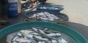 Harga Ikan di Pasar Pangkalpinang Alami Kenaikan Hingga 2 kali Lipat