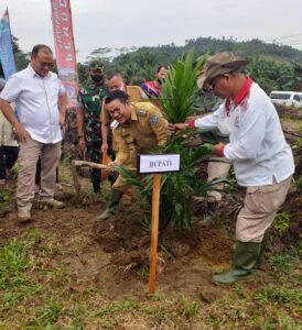 Bupati Lakukan Tanam Perdana Peremajaan Kelapa Sawit