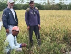 Petani Rias Keluhkan Air Irigasi Keruh Akibat Tambang Ilegal