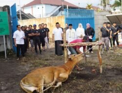 Momentum Lebaran Idul Adha 1444 Hijriah, Kejati Babel Laksanakan Pemotongan Hewan Kurban