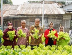 Kelompok Wanita Tani Kemuning Panen Sayuran, Pj Wali Kota Pangkalpinang : Usaha Untuk Mencegah Inflasi