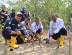 Langkah Berkelanjutan PT Timah Dalam Melestarikan Lingkungan, Tanam 2500 Bibit Mangrove di Karimun 