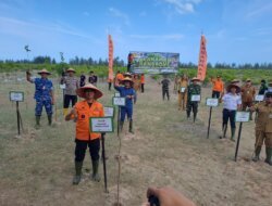 Peringati HUT ke-54 Basarnas, Kantor SAR Pangkalpinang Tanam 540 Bibit Mangrove di Lahan Bekas Tambang