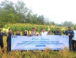 Dukung Pemberdayaan Masyarakat, PT TIMAH Kembangkan Pertanian Jagung di Lahan Pascatambang Bersama Kelompok Tani di Belitung