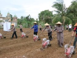 Dukung Swasembada Pangan, Polres Bangka Selatan Tanam Jagung Serentak di Desa Rindik