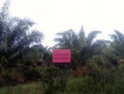 Sawit di Lahan Sitaan Kejagung Dusun Tangit Raib