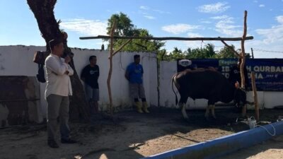 Tradisi Rutin Perusahaan, Perumdam Tirta Pinang Sembelih Hewan Kurban Sebagai Agenda Sosial dan Keagamaan 