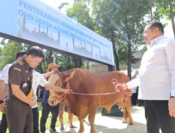 Sambut Idul Adha 1447 H, Jaksa Agung Serahkan 57 Ekor Sapi: Simbol Ketaatan dan Kepedulian Sosial