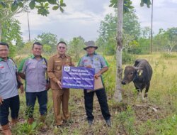 Idul Adha 2026: Sinergi Pemkab Basel dan Mitra CSR Salurkan 100 Hewan Kurban ke 53 Desa