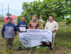 Jelang Idul Adha, PT SNS Serahkan Bantuan Sapi Kurban di Kabupaten Bangka Selatan