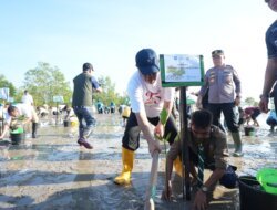 Peringati HKG PKK ke-54 dan Hari Lingkungan Hidup Sedunia, Pemprov Babel Gelar Aksi Tanam Mangrove